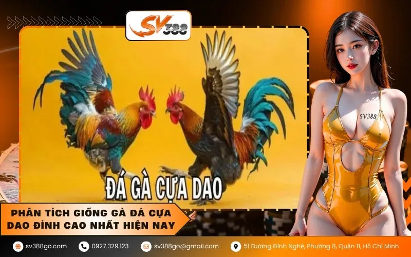 Phân tích giống gà đá cựa dao đỉnh cao nhất hiện nay