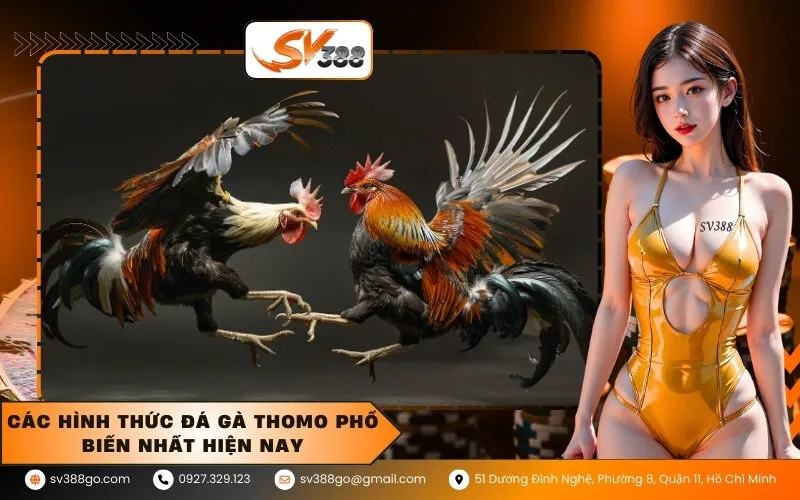 Các hình thức đá gà Thomo phổ biến nhất hiện nay