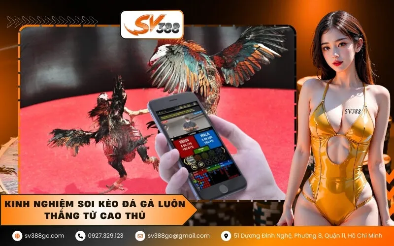 Kinh nghiệm soi kèo đá gà luôn thắng từ cao thủ