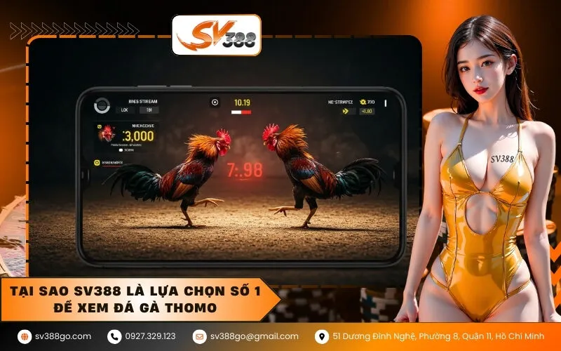 Tại sao SV388 là lựa chọn số 1 để xem đá gà Thomo