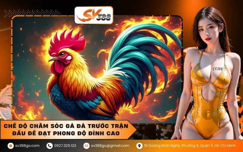 Chế độ chăm sóc gà đá trước trận đấu để đạt phong độ đỉnh cao