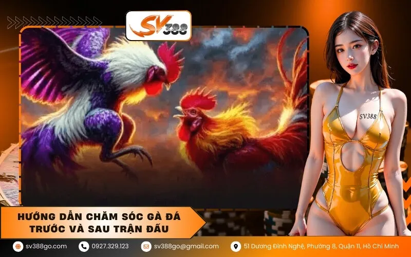Hướng dẫn chăm sóc gà đá trước và sau trận đấu