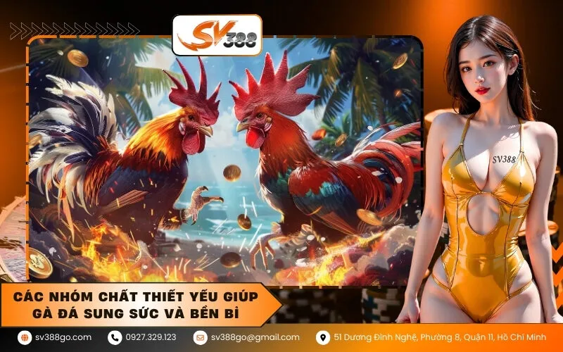 Các nhóm chất thiết yếu giúp gà đá sung sức và bền bỉ