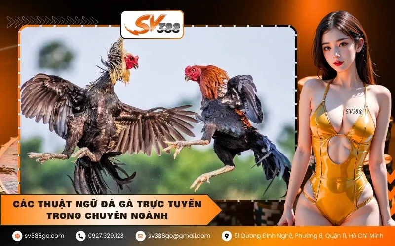 Các thuật ngữ đá gà trực tuyến trong chuyên ngành