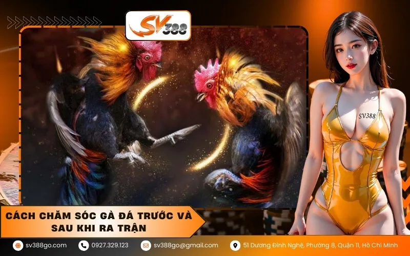 Cách chăm sóc gà đá trước và sau khi ra trận