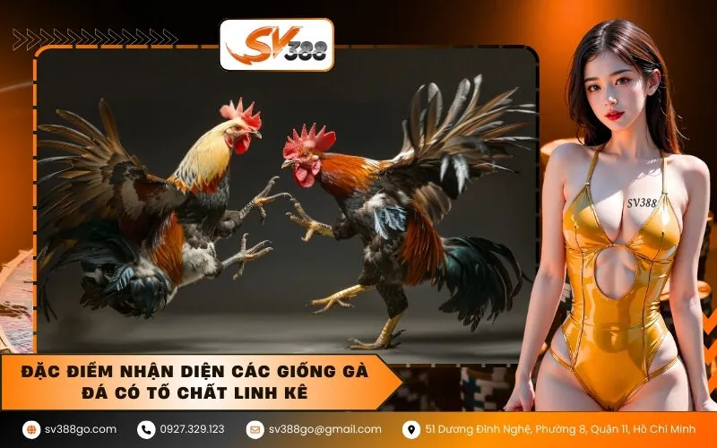 Đặc điểm nhận diện các giống gà đá có tố chất linh kê