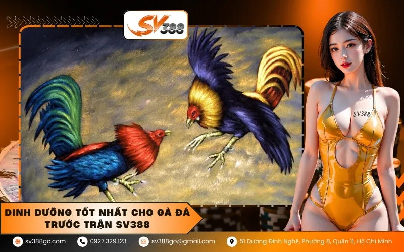 Dinh Dưỡng Tốt Nhất Cho Gà Đá Trước Trận SV388
