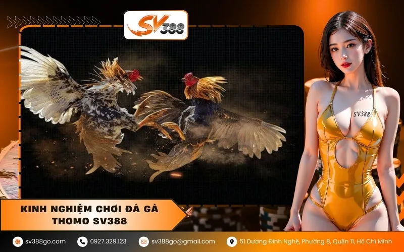 Kinh nghiệm chơi đá gà Thomo SV388