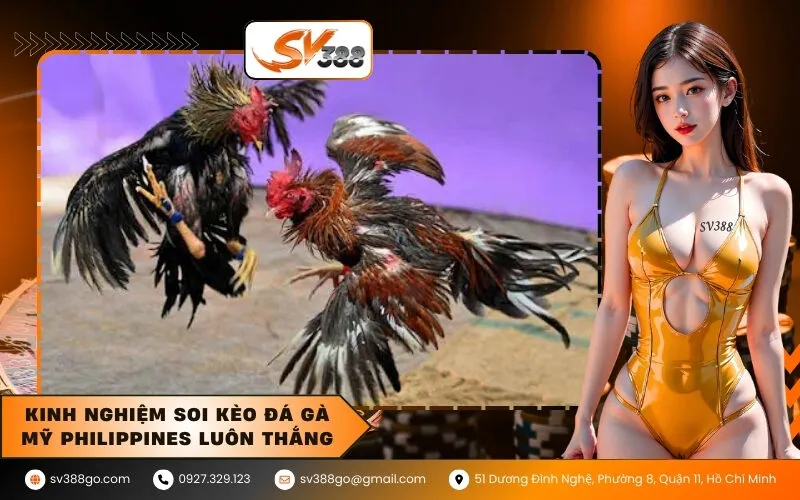 Kinh nghiệm soi kèo đá gà Mỹ Philippines luôn thắng