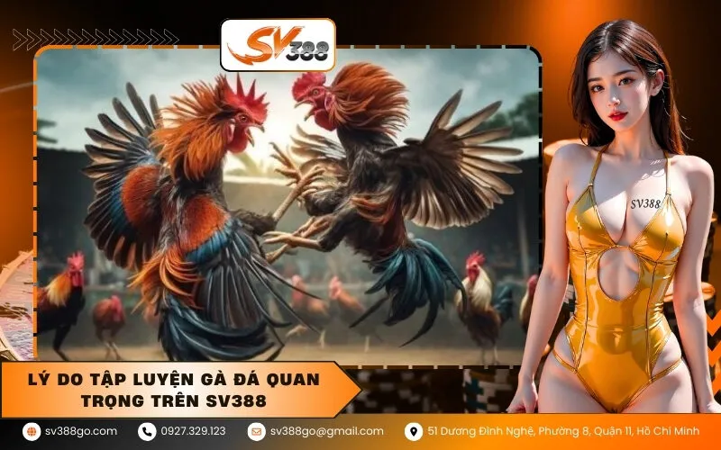 Lý Do Tập Luyện Gà Đá Quan Trọng Trên SV388