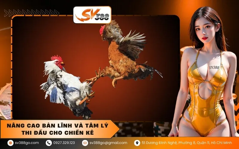 Nâng cao bản lĩnh và tâm lý thi đấu cho chiến kê