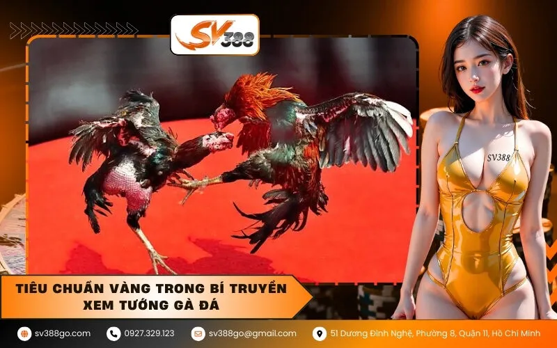 Tiêu chuẩn vàng trong bí truyền xem tướng gà đá