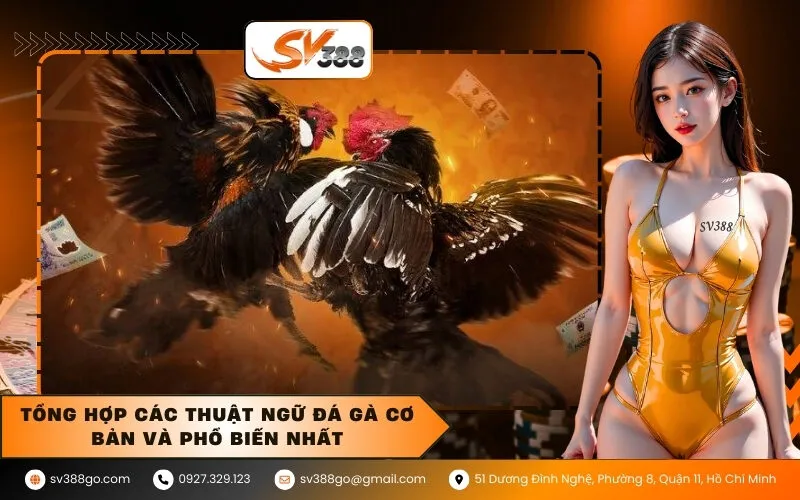 Tổng hợp các thuật ngữ đá gà cơ bản và phổ biến nhất